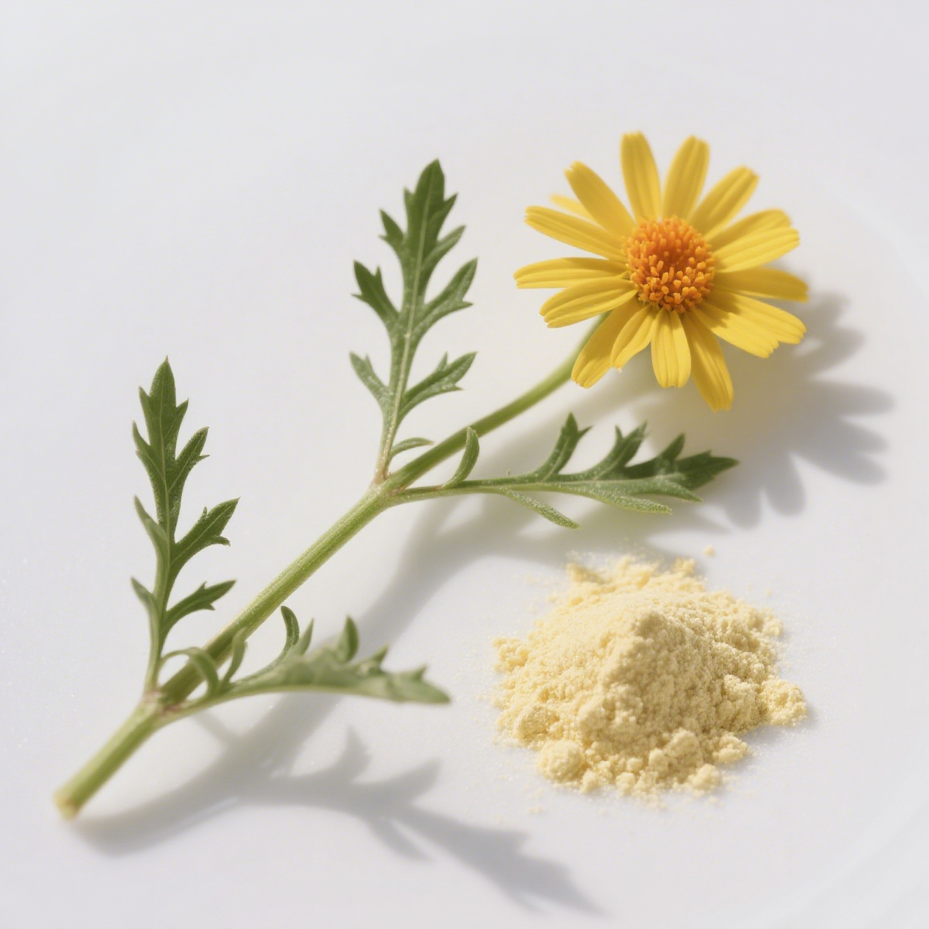 Chrysanthellum Indicum Extract
